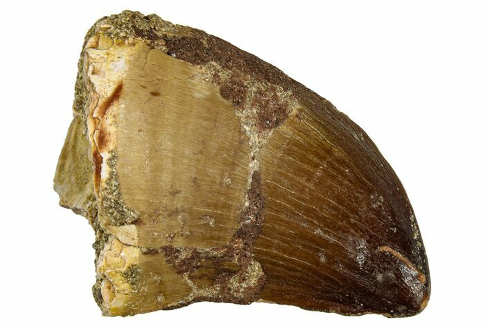 Fossil Mosasaur (Thalassotitan) Tooth - Morocco #330242